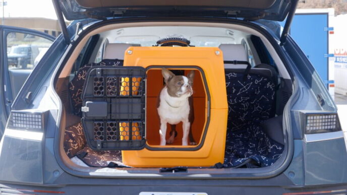 best car harnesses dogs protect pet journey