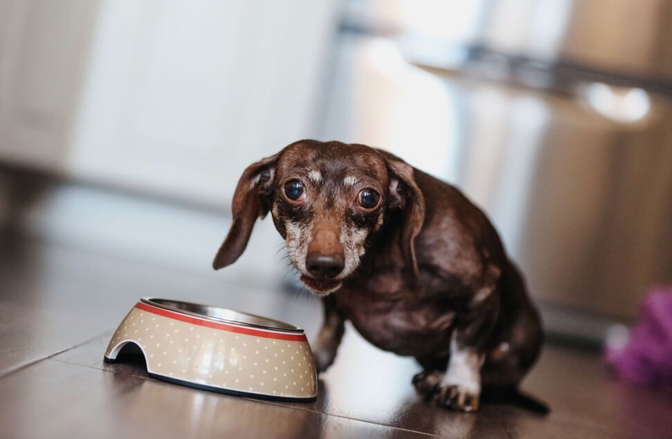 boost dog vitality top optimizing diet