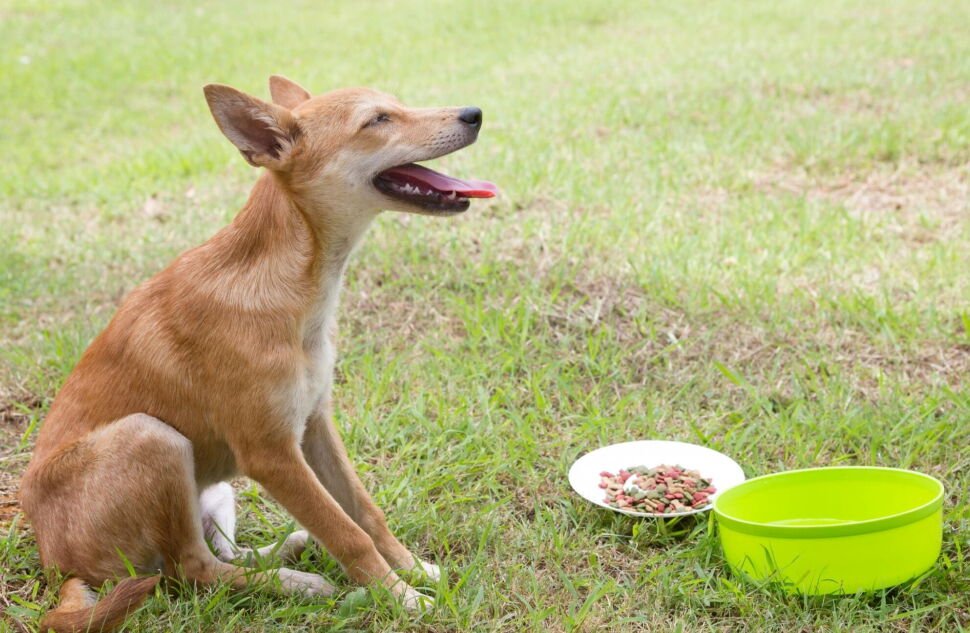 boost dog vitality top optimizing diet