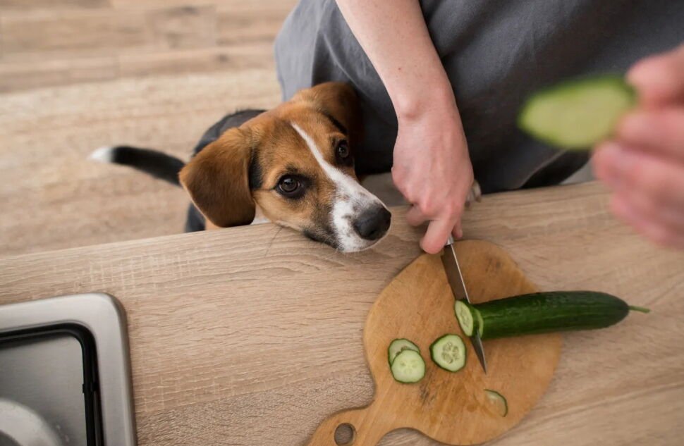 boost dog vitality top optimizing diet